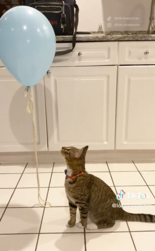 Illustration de l'article : Ce chat tombe sur un ballon attaché à une ficelle et ne peut plus s'en passer (vidéo)