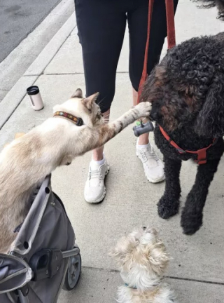 Illustration de l'article : À chacune de ses sorties, ce chat tend la patte aux chiens qu’il croise pour leur dire bonjour (vidéo) 