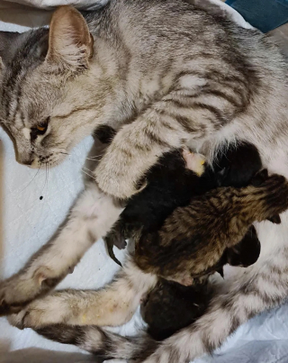 Illustration de l'article : Une chatte, errante depuis des années, croise le chemin d’un bon samaritain au moment le plus opportun de sa vie 