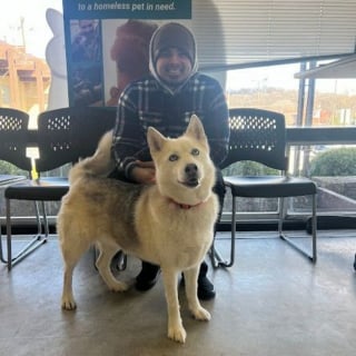 Illustration de l'article : Le chien d'un chauffeur routier disparaît après être passé par plusieurs familles, sa puce "parle" 3000 km plus loin