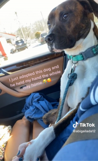 Illustration de l'article : Un chien venant d'être adopté tient la main de sa nouvelle maîtresse durant tout le trajet vers la maison (vidéo)