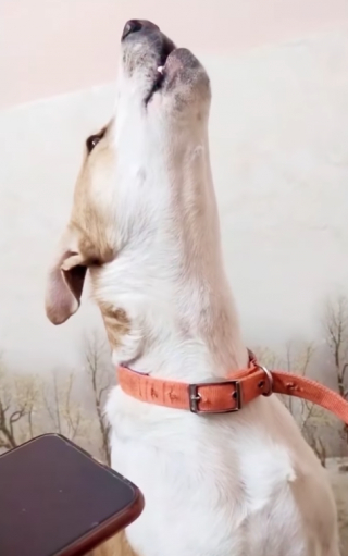 Illustration de l'article : Vidéo : Ce chien reçoit un appel téléphonique de sa maman et a une réaction très touchante lorsqu’il reconnaît sa voix