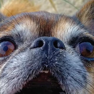 Illustration de l'article : 17 photos de chiens hurlant de toutes leurs forces pour avoir votre attention