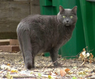 Illustration de l'article : "J'étais vraiment inquiète" : un chat sénior se retrouve face à un coyote mais ne se laisse pas impressionner (vidéo)