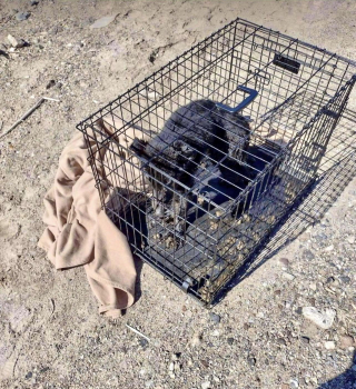 Illustration de l'article : Un chien aux pattes brûlées et enfermé dans une cage insalubre est repéré par des passants qui frappent à la bonne porte