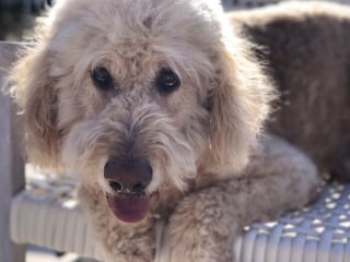 Illustration de l'article : 19 photos d'une joyeuse famille de 4 chiens ayant chacun son caractère et son charme