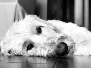 Illustration de l'article : 19 photos d'une joyeuse famille de 4 chiens ayant chacun son caractère et son charme