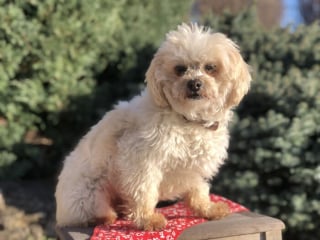 Illustration de l'article : 19 photos d'une joyeuse famille de 4 chiens ayant chacun son caractère et son charme