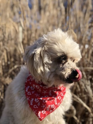 Illustration de l'article : 19 photos d'une joyeuse famille de 4 chiens ayant chacun son caractère et son charme