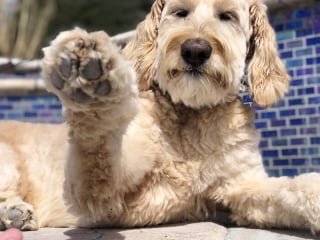 Illustration de l'article : 19 photos d'une joyeuse famille de 4 chiens ayant chacun son caractère et son charme