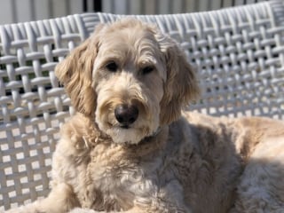 Illustration de l'article : 19 photos d'une joyeuse famille de 4 chiens ayant chacun son caractère et son charme