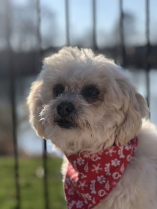 Illustration de l'article : 19 photos d'une joyeuse famille de 4 chiens ayant chacun son caractère et son charme