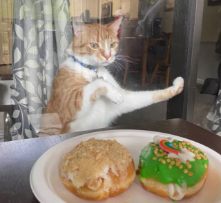 Illustration de l'article : 17 photos de chats roux qui n'ont rien à envier aux autres félins en matière d'espièglerie