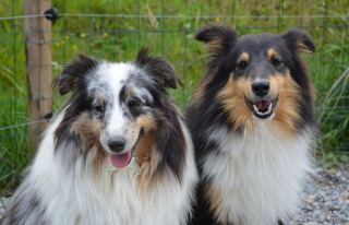 Illustration de l'article : Les questions à se poser avant et après la stérilisation du chien