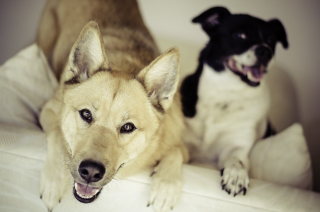 Illustration de l'article : Les questions à se poser avant et après la stérilisation du chien