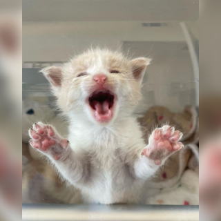 Illustration de l'article : L’adorable réaction d’une chatonne sauvée de la rue, et mécontente d’être enfermée dans un incubateur 