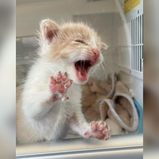 Illustration de l'article : L’adorable réaction d’une chatonne sauvée de la rue, et mécontente d’être enfermée dans un incubateur 