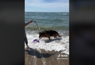 Illustration de l'article : Vidéo : Une femme emmène un chien de refuge âgé passer une merveilleuse journée à la plage