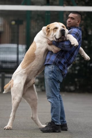 Illustration de l'article : Un maître se confie au sujet de son chien : « Il est si grand que les gens le confondent avec un lion ! »