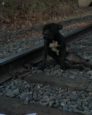 Illustration de l'article : Les bonnes nouvelles s'enchaînent pour Lucky, chien découvert paralysé sur une voie ferrée