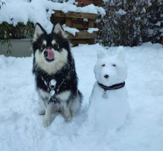 Illustration de l'article : 15 photos de chiens dont un seul regard suffit à changer notre état d'esprit