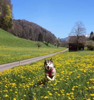 Illustration de l'article : 15 photos de chiens dont un seul regard suffit à changer notre état d'esprit