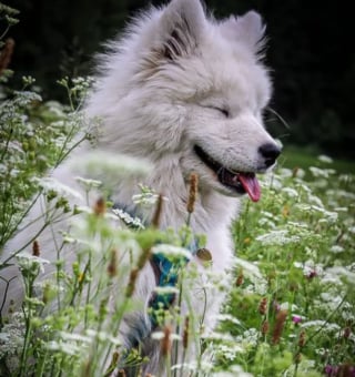 Illustration de l'article : 15 photos de chiens dont un seul regard suffit à changer notre état d'esprit