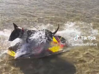 Illustration de l'article : Le surf n'a aucun secret pour ce Bull Terrier qui dompte les vagues comme personne (vidéo)