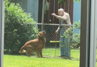 Illustration de l'article : L'amitié touchante entre deux Golden Retrievers et leur voisin âgé qui leur rend visite chaque jour (vidéo)