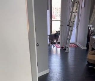 Illustration de l'article : L'amitié insolite d'un Staffordshire Bull Terrier et d'un peintre en bâtiment offre une scène attendrissante (vidéo)