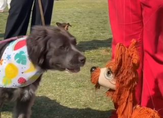 Illustration de l'article : Une vidéo émouvante montre un chien tentant de se lier d'amitié avec une marionnette canine