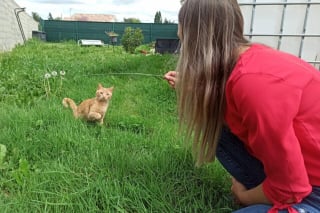 Illustration de l'article : « Je pleurais matin et soir » : une jeune femme remue ciel et terre pour retrouver son chat disparu depuis 6 mois