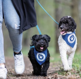 Illustration de l'article : Les 20 et 21 mai, participez à La Balade des Chiens Agria : une marche 100% digitale, gratuite et solidaire contre l’abandon 