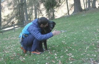 Illustration de l'article : La contribution précieuse d'un chien pour protéger les forêts des ravages d'un parasite