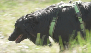 Illustration de l'article : La contribution précieuse d'un chien pour protéger les forêts des ravages d'un parasite