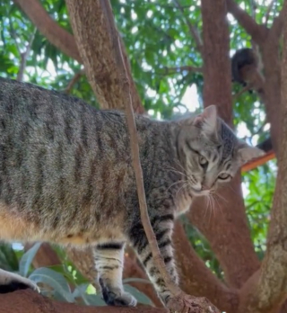 Illustration de l'article : Voyage au cœur d'un sanctuaire unique où les chats vivent en liberté sous le soleil d'Hawaï (vidéo)