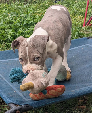 Illustration de l'article : 20 photos de chats et de chiens que l'adoption a sauvés et transformés