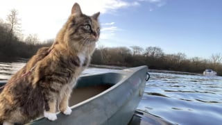 Illustration de l'article : A la rencontre de Tilly, chatte fan de canoë et d'aventures