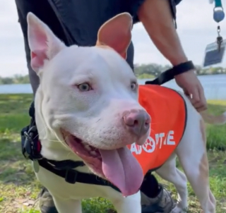 Illustration de l'article : Aramis, le chien déprimé du refuge, retrouve la joie de vivre lors d'une journée au parc (vidéo)