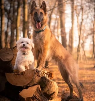 Illustration de l'article : 15 photos illustrant l'incroyable capacité des chiens à partager leur bonheur avec nous