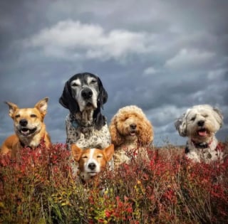 Illustration de l'article : 15 photos illustrant l'incroyable capacité des chiens à partager leur bonheur avec nous