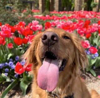 Illustration de l'article : 15 photos illustrant l'incroyable capacité des chiens à partager leur bonheur avec nous