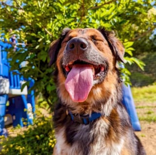 Illustration de l'article : 15 photos illustrant l'incroyable capacité des chiens à partager leur bonheur avec nous