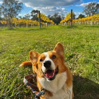 Illustration de l'article : 15 photos illustrant l'incroyable capacité des chiens à partager leur bonheur avec nous