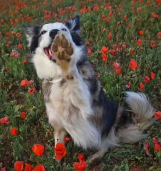 Illustration de l'article : 15 photos illustrant l'incroyable capacité des chiens à partager leur bonheur avec nous