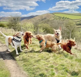 Illustration de l'article : 15 photos illustrant l'incroyable capacité des chiens à partager leur bonheur avec nous