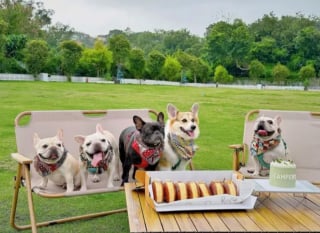 Illustration de l'article : 15 photos illustrant l'incroyable capacité des chiens à partager leur bonheur avec nous