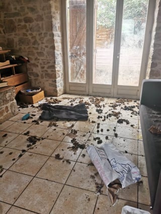 Illustration de l'article : Gendarmes et bénévoles découvrent 2 chiens dans une maison à l'abandon, vivant au milieu de leurs déjections (vidéo)