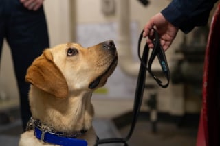 Illustration de l'article : Comment un Labrador contribue au bien-être mental et émotionnel des marins en mission