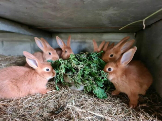 Illustration de l'article : 20 animaux photographiés en plein festin et prouvant que le bonheur est dans la gamelle